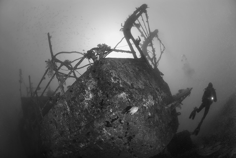 Неизведанная океаническая жизнь в подводной фотографии Энди Лернера
