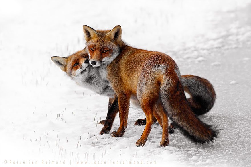 Непредсказуемые дикие лисы в фотографиях Розелин Реймонд-23