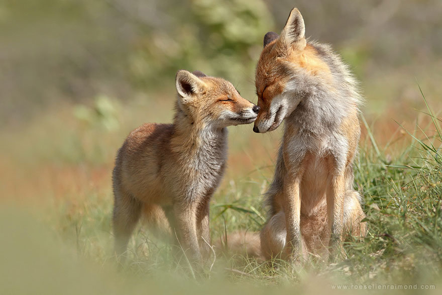 Непредсказуемые дикие лисы в фотографиях Розелин Реймонд-4