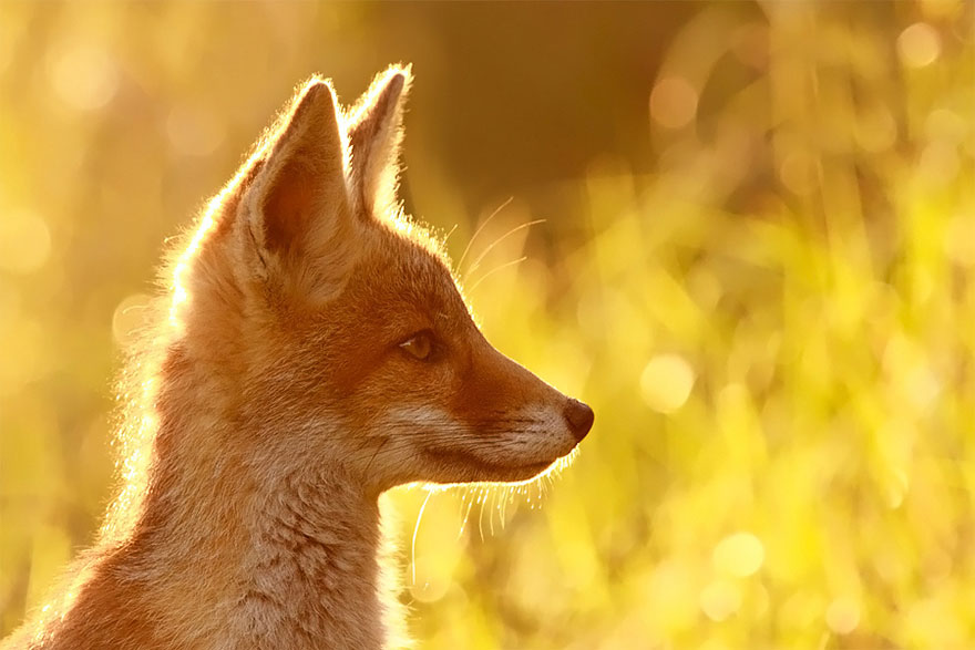 Непредсказуемые дикие лисы в фотографиях Розелин Реймонд-6