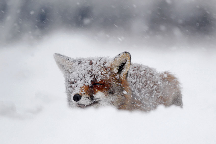 Непредсказуемые дикие лисы в фотографиях Розелин Реймонд-5