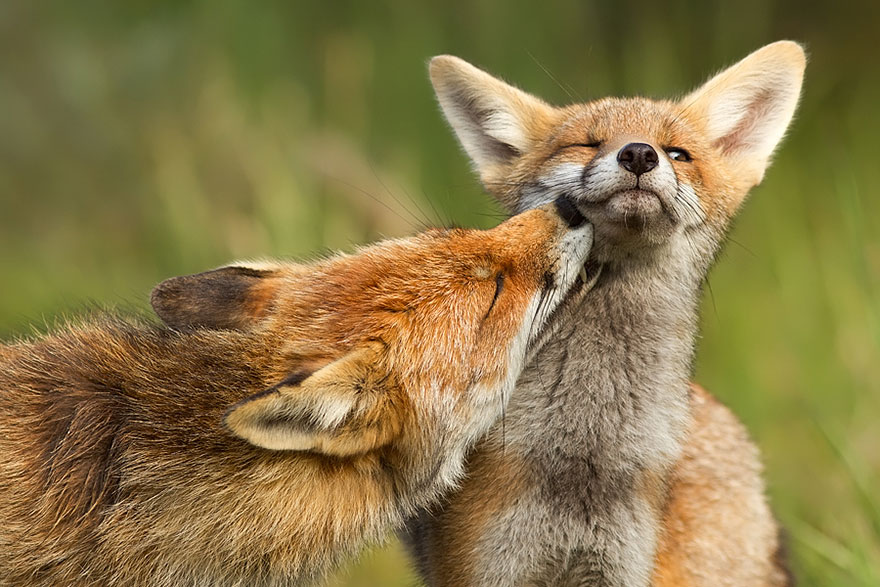 Непредсказуемые дикие лисы в фотографиях Розелин Реймонд-7