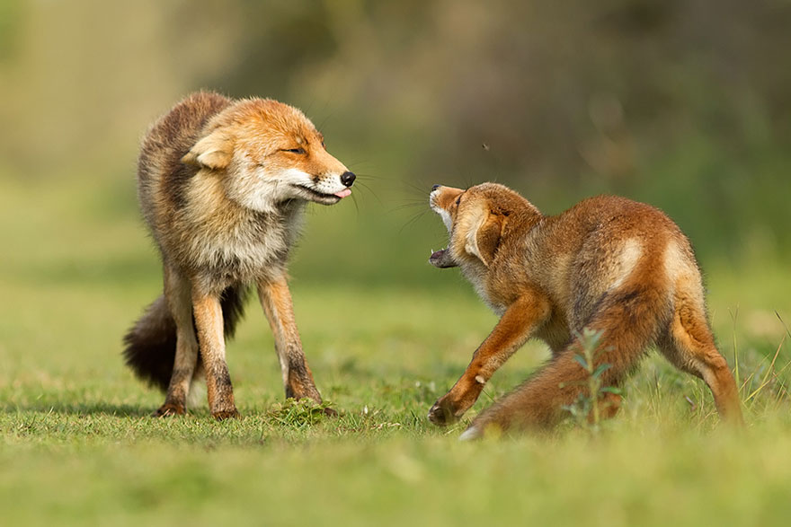 Непредсказуемые дикие лисы в фотографиях Розелин Реймонд-8