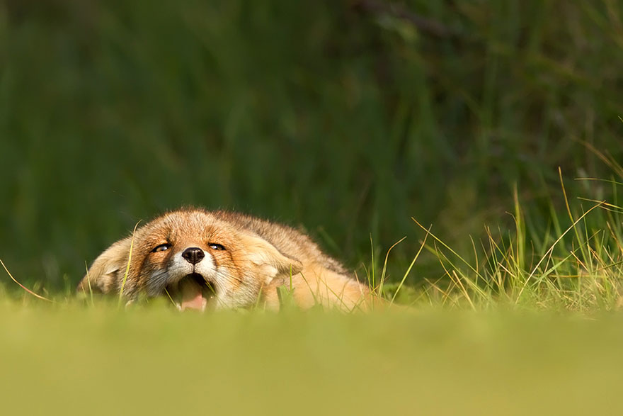 Непредсказуемые дикие лисы в фотографиях Розелин Реймонд-9