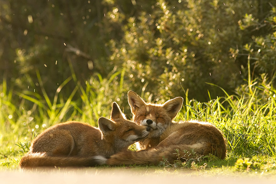 Непредсказуемые дикие лисы в фотографиях Розелин Реймонд-11