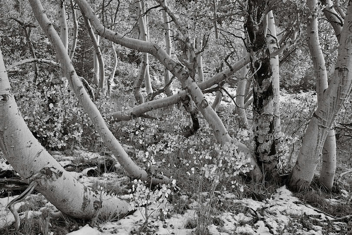 Потрясающие чёрно-белые пейзажи Питера Эссика