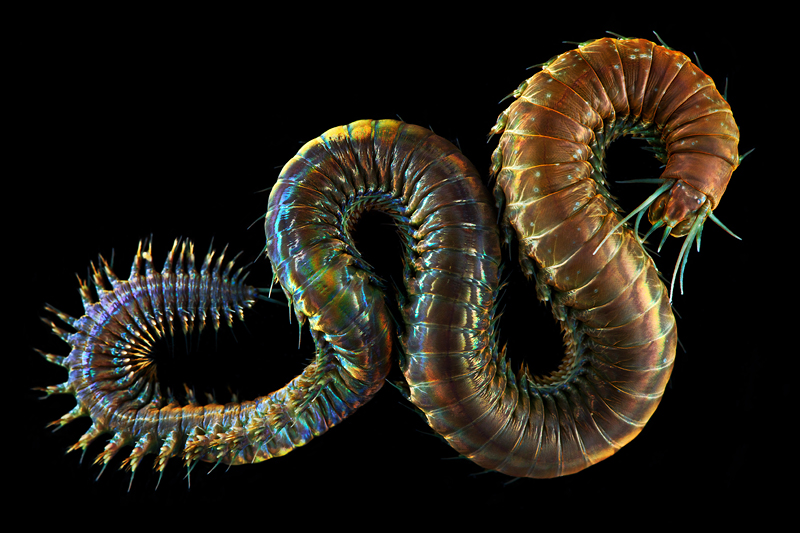 Creatures from Your Dreams and Nightmares: Unbelievable Marine Worms Photographed by Alexander Semenov