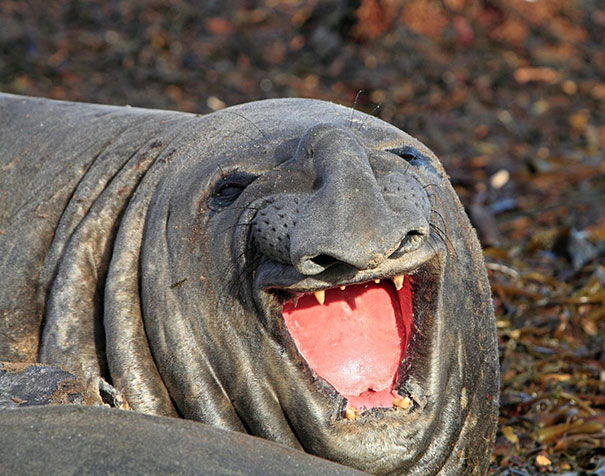 30 фотографий самых счастливых животных на планете-3