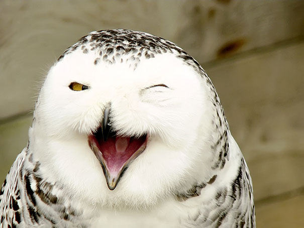 30 фотографий самых счастливых животных на планете-17
