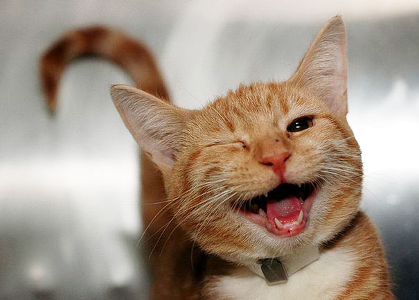 30 фотографий самых счастливых животных на планете-22