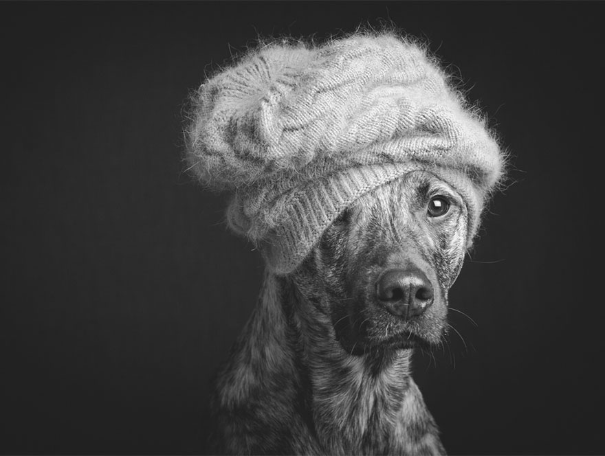 Трогательные фотографии любимых собак от Эльке Фогельзанг-9