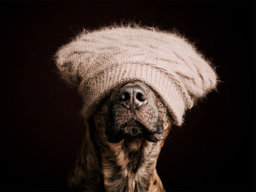Трогательные фотографии любимых собак от Эльке Фогельзанг-13