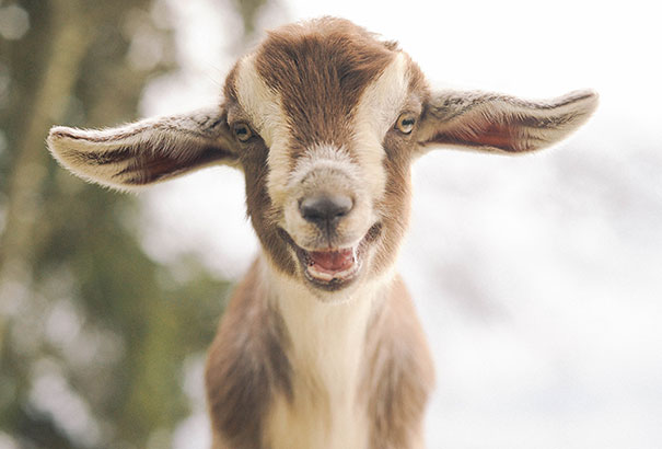 30 фотографий самых счастливых животных на планете-4