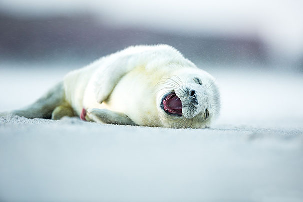 30 фотографий самых счастливых животных на планете-16