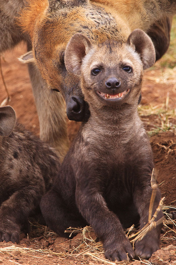 30 фотографий самых счастливых животных на планете-9