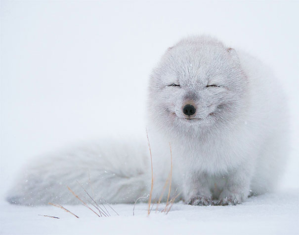 30 фотографий самых счастливых животных на планете-7