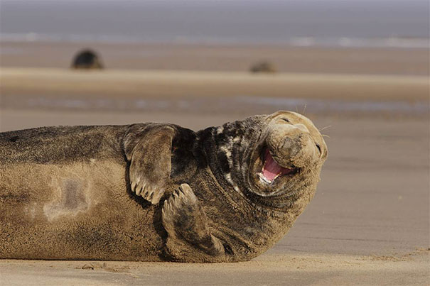 30 фотографий самых счастливых животных на планете-20