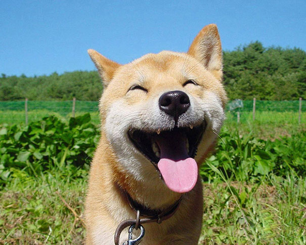 30 фотографий самых счастливых животных на планете-2