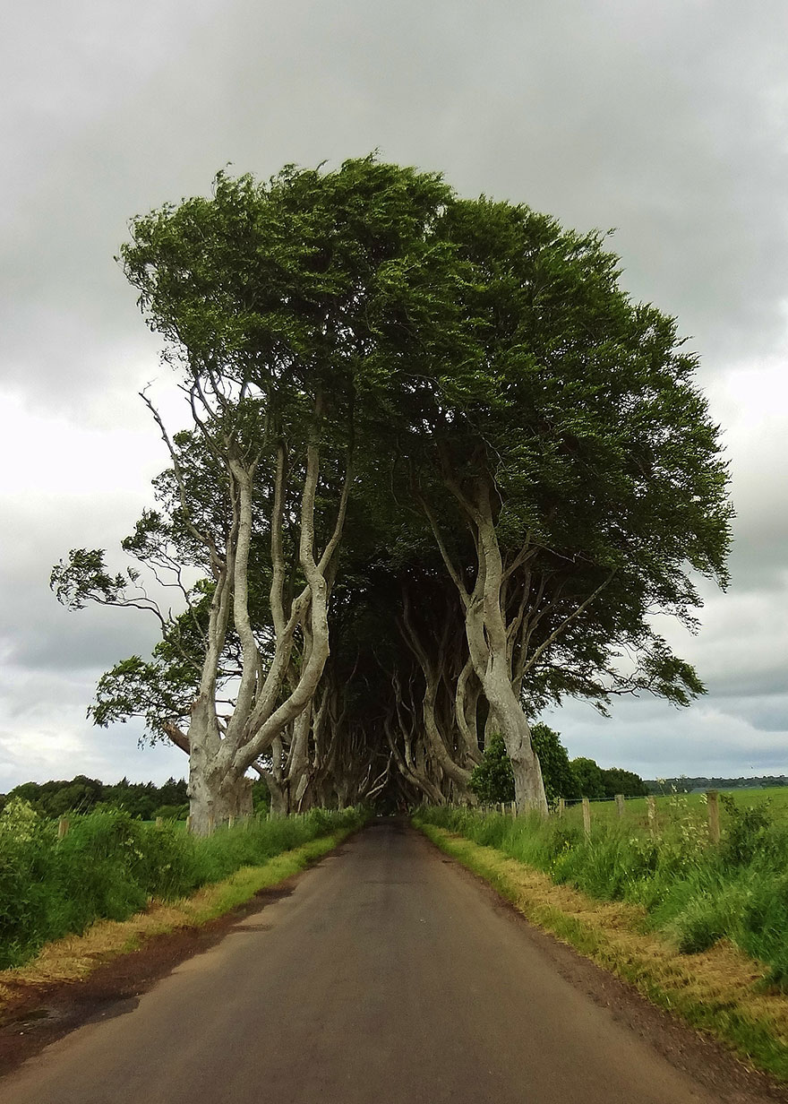Таинственный туннель деревьев из фильма «Игра престолов»-12