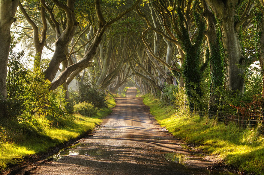 Таинственный туннель деревьев из фильма «Игра престолов»-16