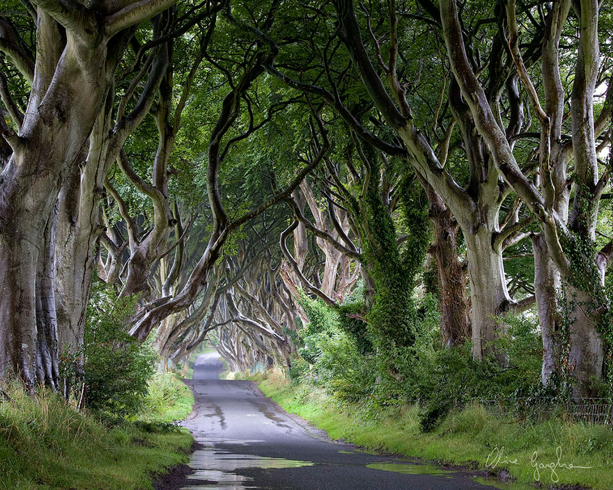 Таинственный туннель деревьев из фильма «Игра престолов»-17