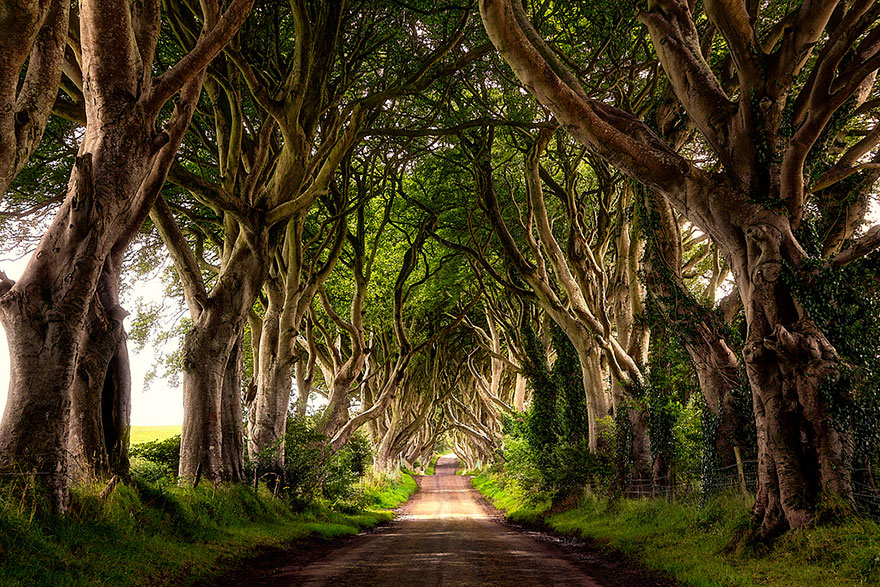 Таинственный туннель деревьев из фильма «Игра престолов»-5