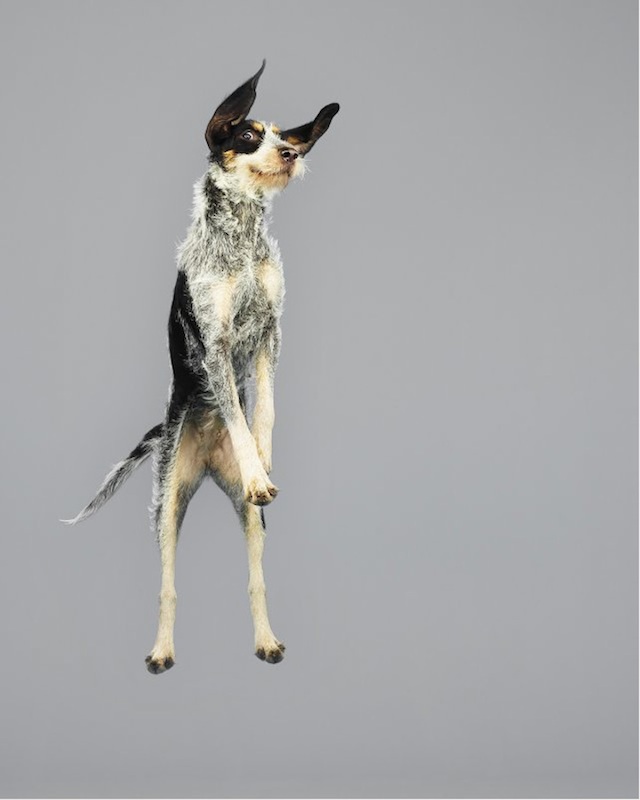 Фотографии собак в прыжке от Джулии Кристе