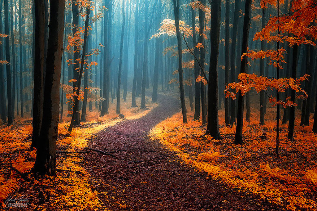 Осенний шарм в лесу - 15 великолепных фото