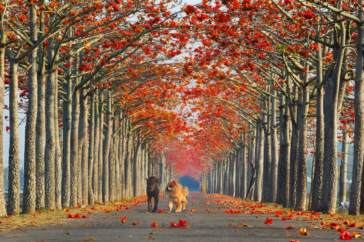 Осенний шарм в лесу - 15 великолепных фото
