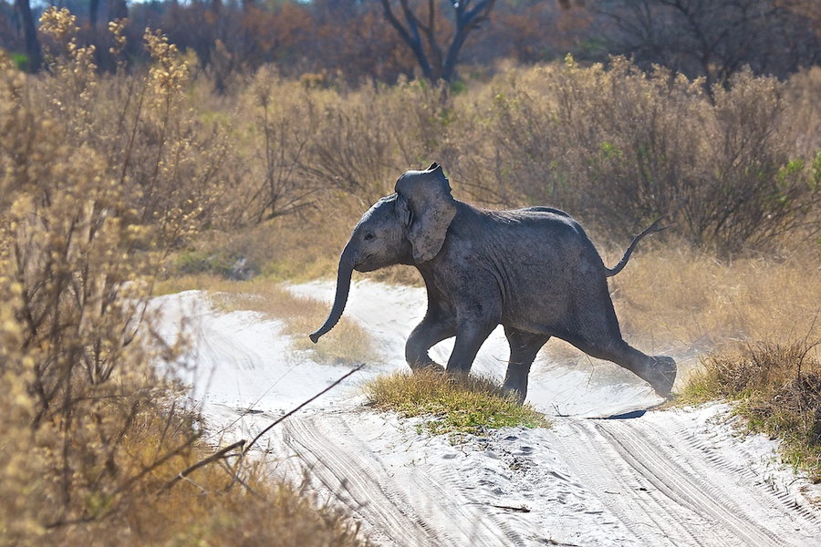 Слонята - 29 очаровательных фотографий