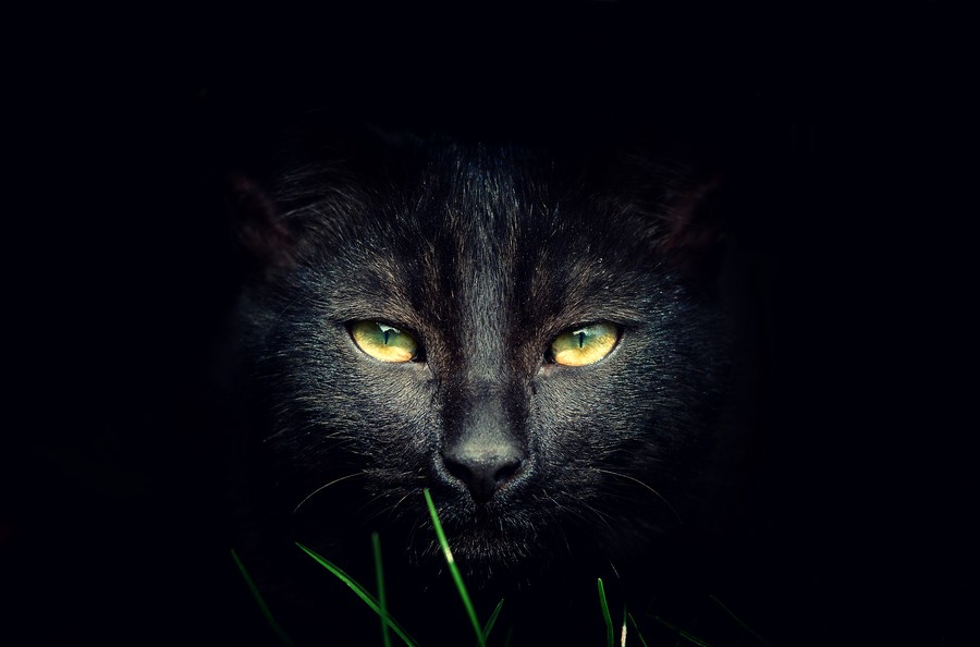 Разносчицы удачи - загадочные чёрные кошки 45 фотографий