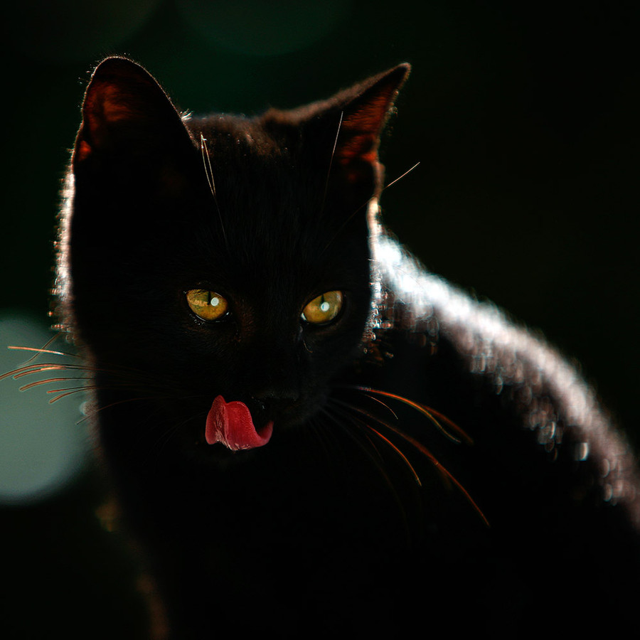 Черный кот на черном