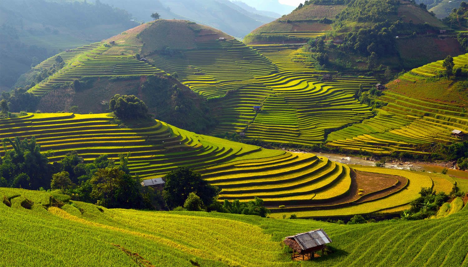 Великолепные рисовые террасы Вьетнама  8