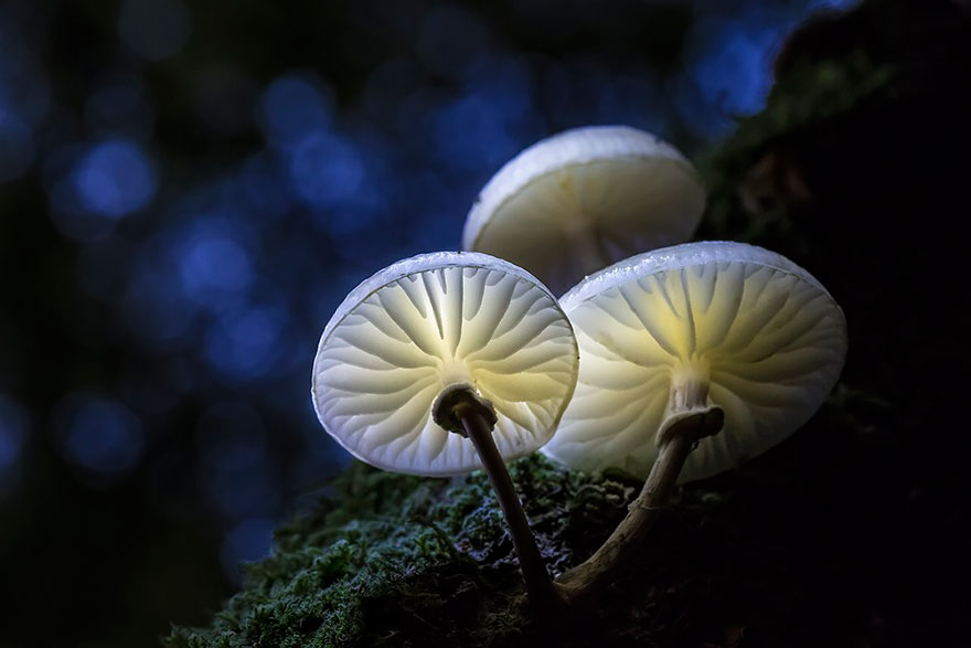 mushrooms-foto_10.jpg