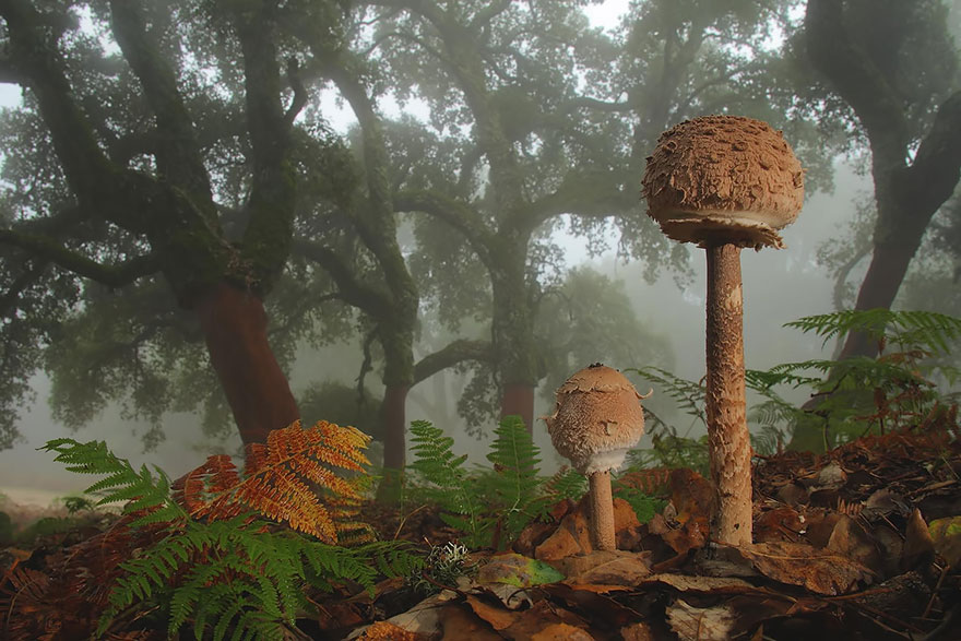 mushrooms-foto_12.jpg