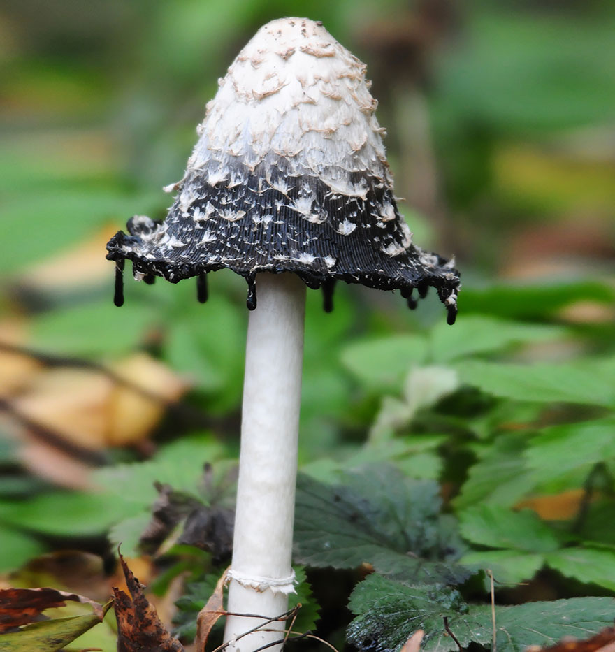 mushrooms-foto_17.jpg