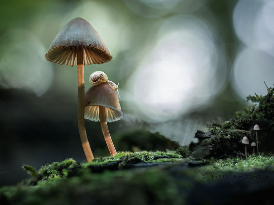mushrooms-foto_18.jpg