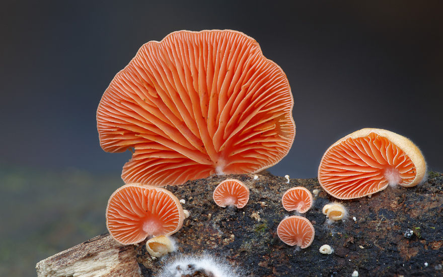 mushrooms-foto_23.jpg