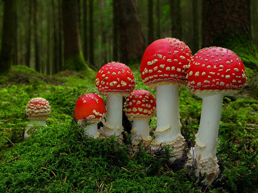 mushrooms-foto_27.jpg