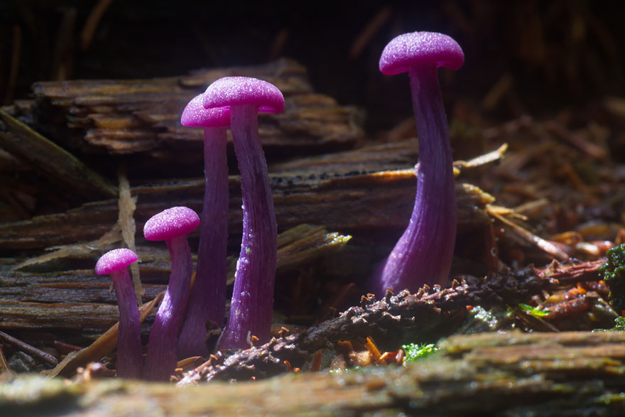 mushrooms-foto_29.jpg