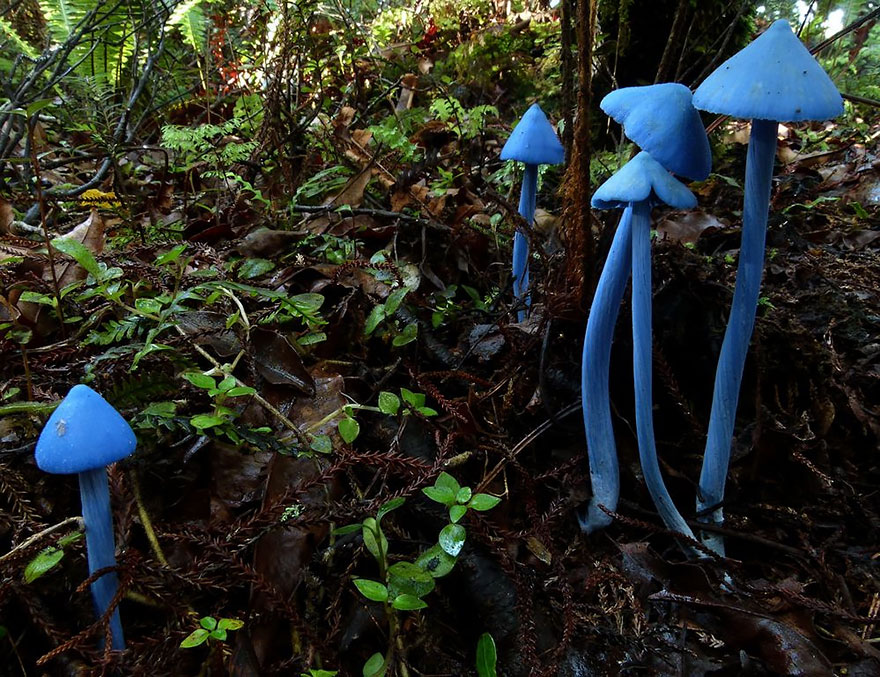 mushrooms-foto_30.jpg