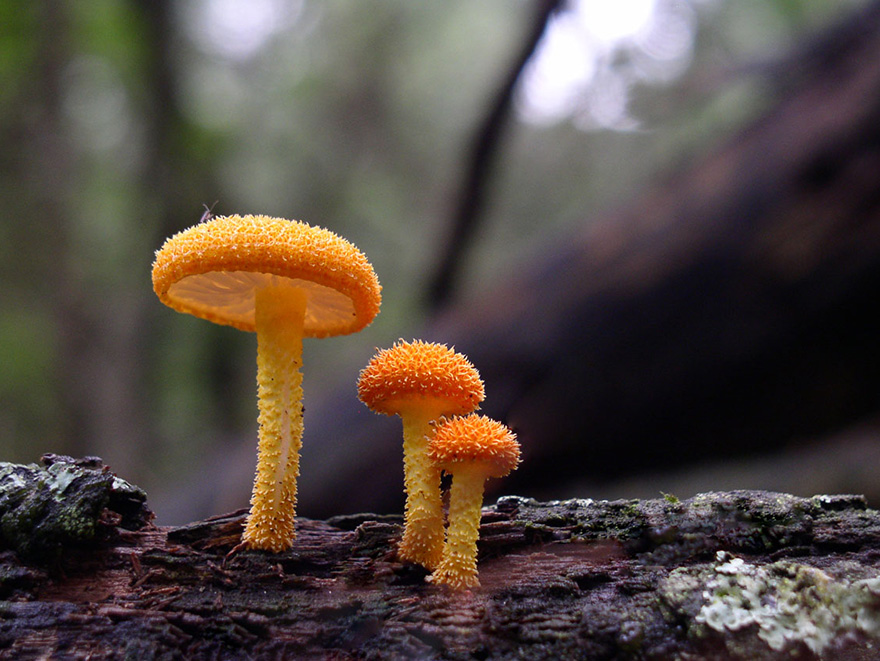 mushrooms-foto_32.jpg