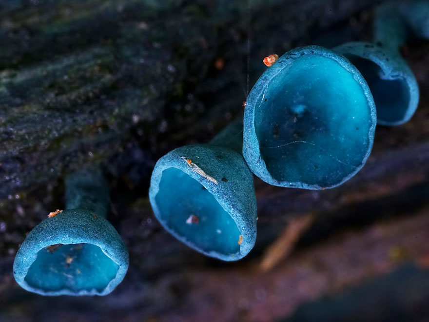 mushrooms-foto_34.jpg