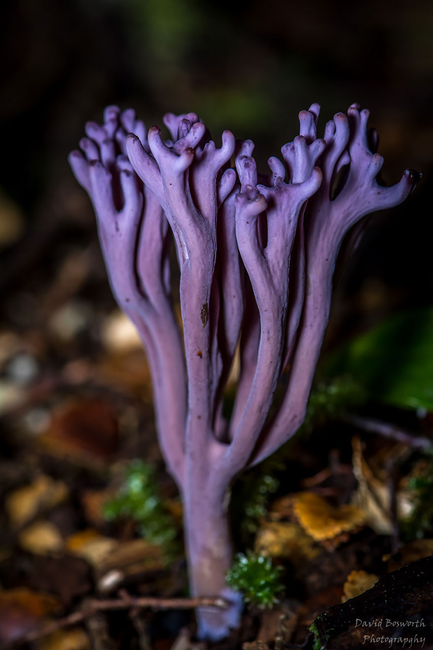 mushrooms-foto_37.jpg