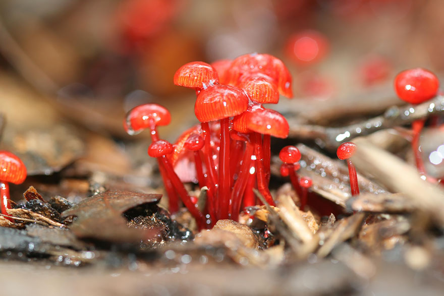 mushrooms-foto_38.jpg