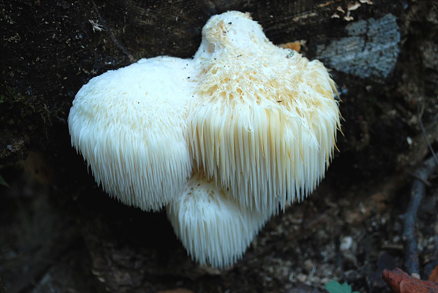 mushrooms-foto_40.jpg