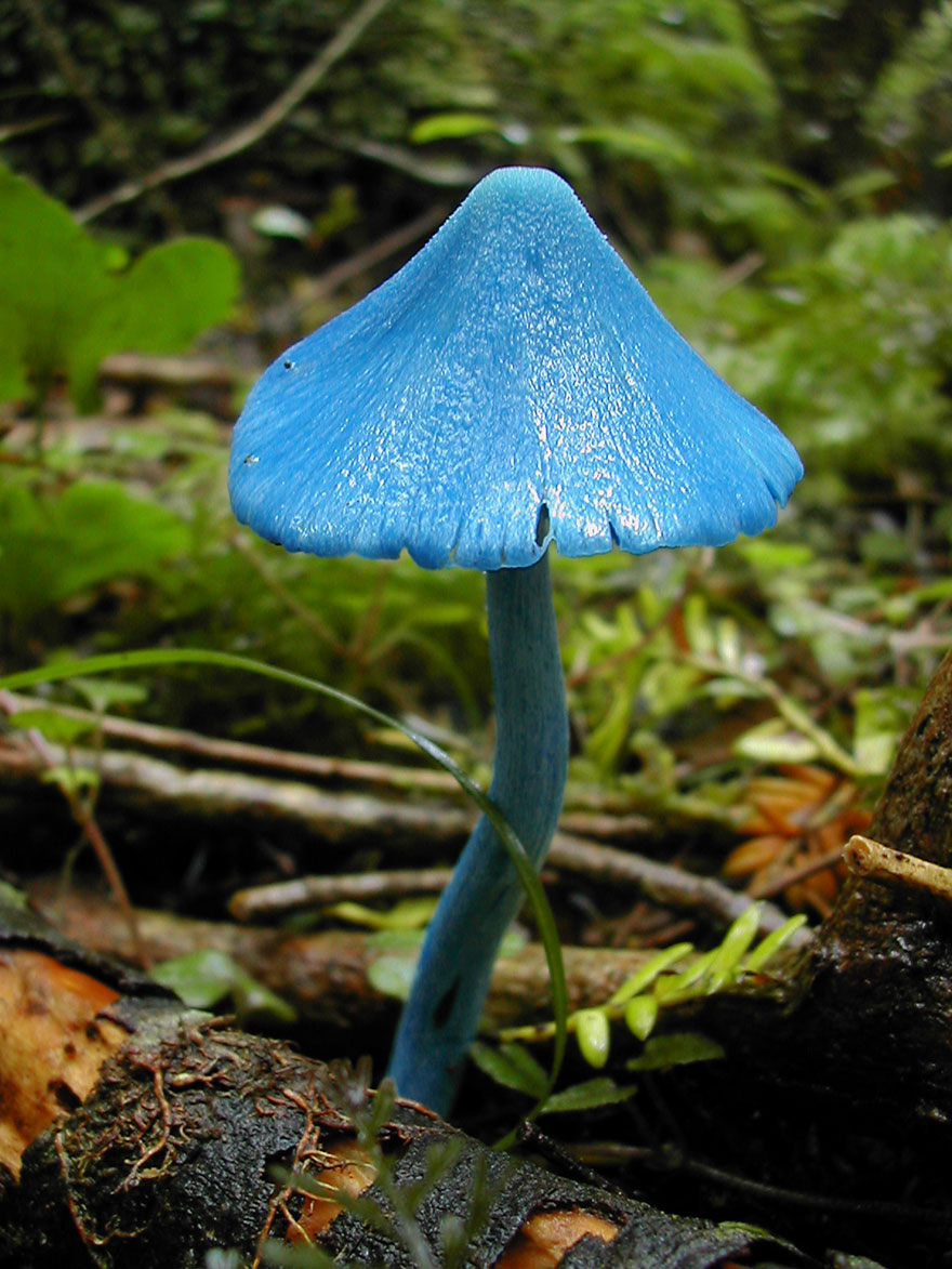 mushrooms-foto_42.jpg