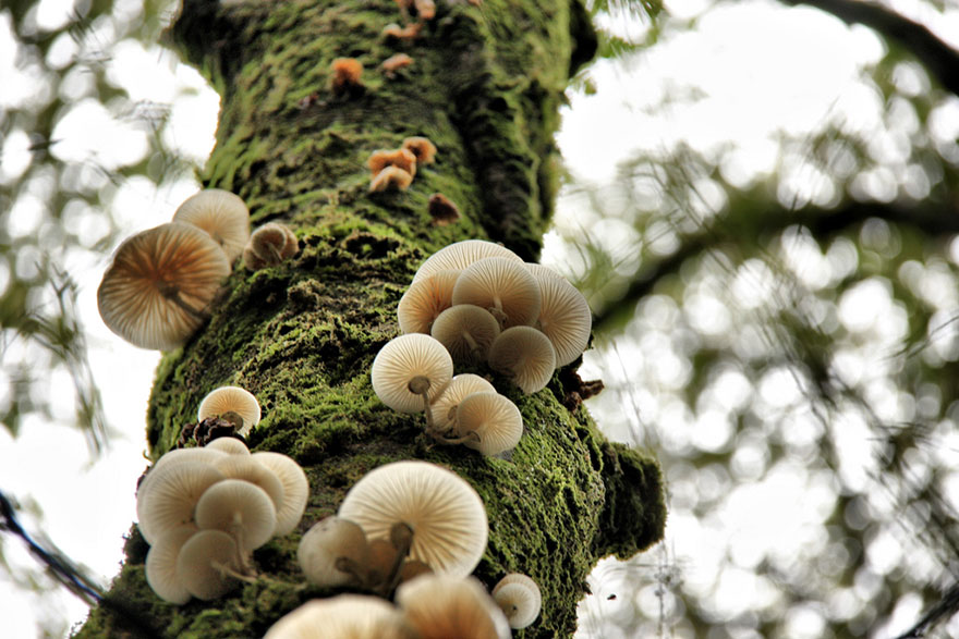 mushrooms-foto_43.jpg