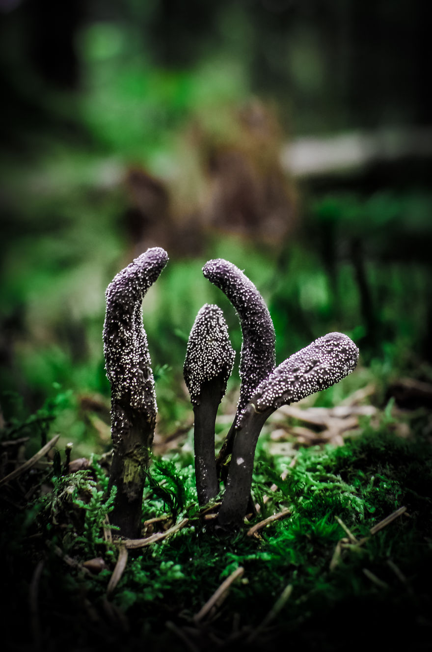 mushrooms-foto_49.jpg