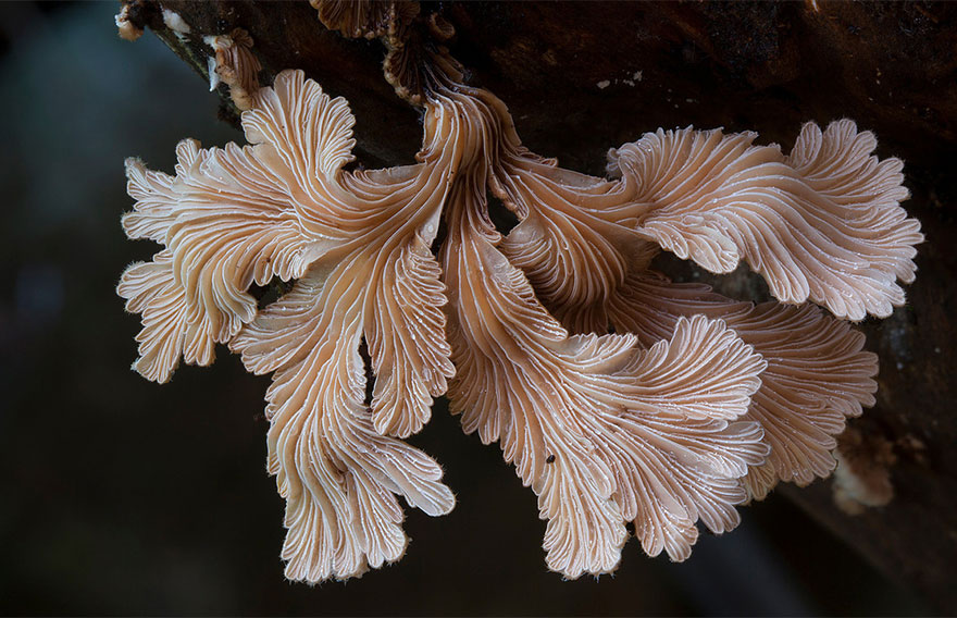 mushrooms-foto_7.jpg